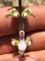 Stachys stebbinsii