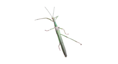 Marmessoidea