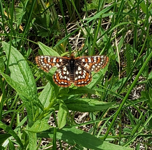 iNaturalist observation photo of Variable Checkerspot
