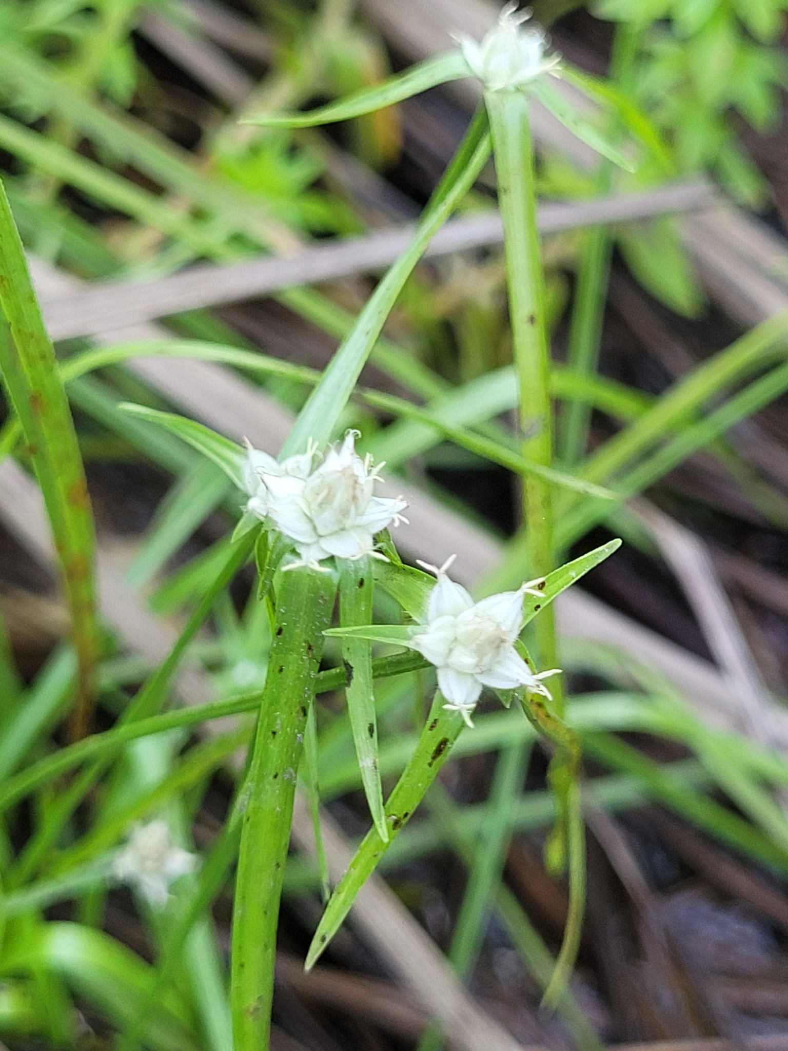Rhynchospora pubera