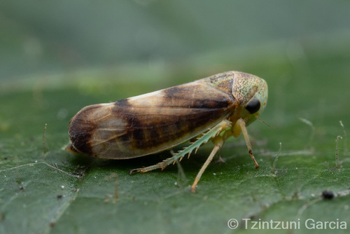 Pediopsoides distinctus (Van Duzee, 1890)