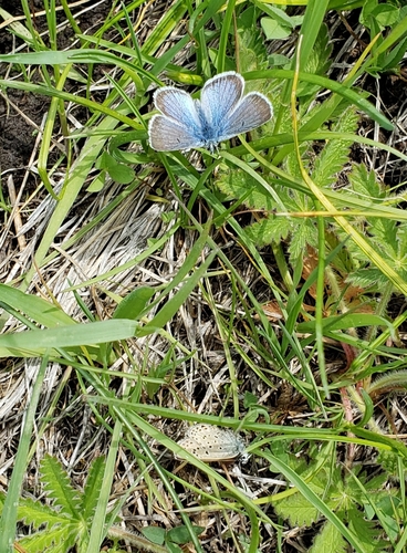 iNaturalist observation photo of Blues
