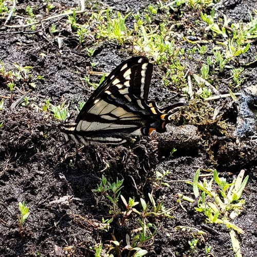 iNaturalist observation photo of Pale Swallowtail