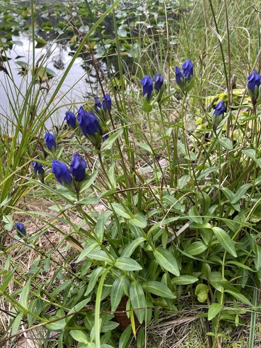 Image of Gentiana sceptrum by no rights reserved