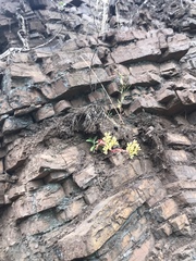 Dudleya farinosa