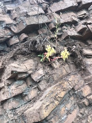 Dudleya farinosa