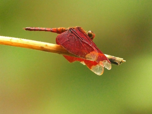 Russet Percher photo 3