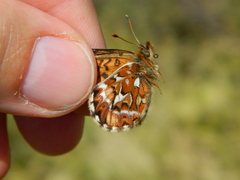 Boloria freija