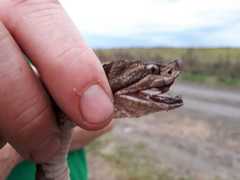 Bothrops diporus