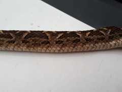 Bothrops diporus