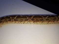 Bothrops diporus