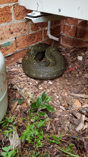 Diamond Python sighting