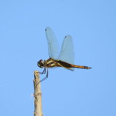 Tramea darwini