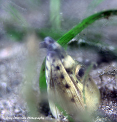 Ophichthus altipennis