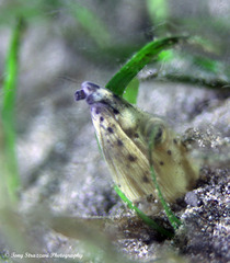 Ophichthus altipennis