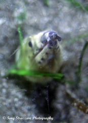 Ophichthus altipennis