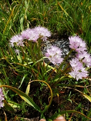 Allium lemmonii