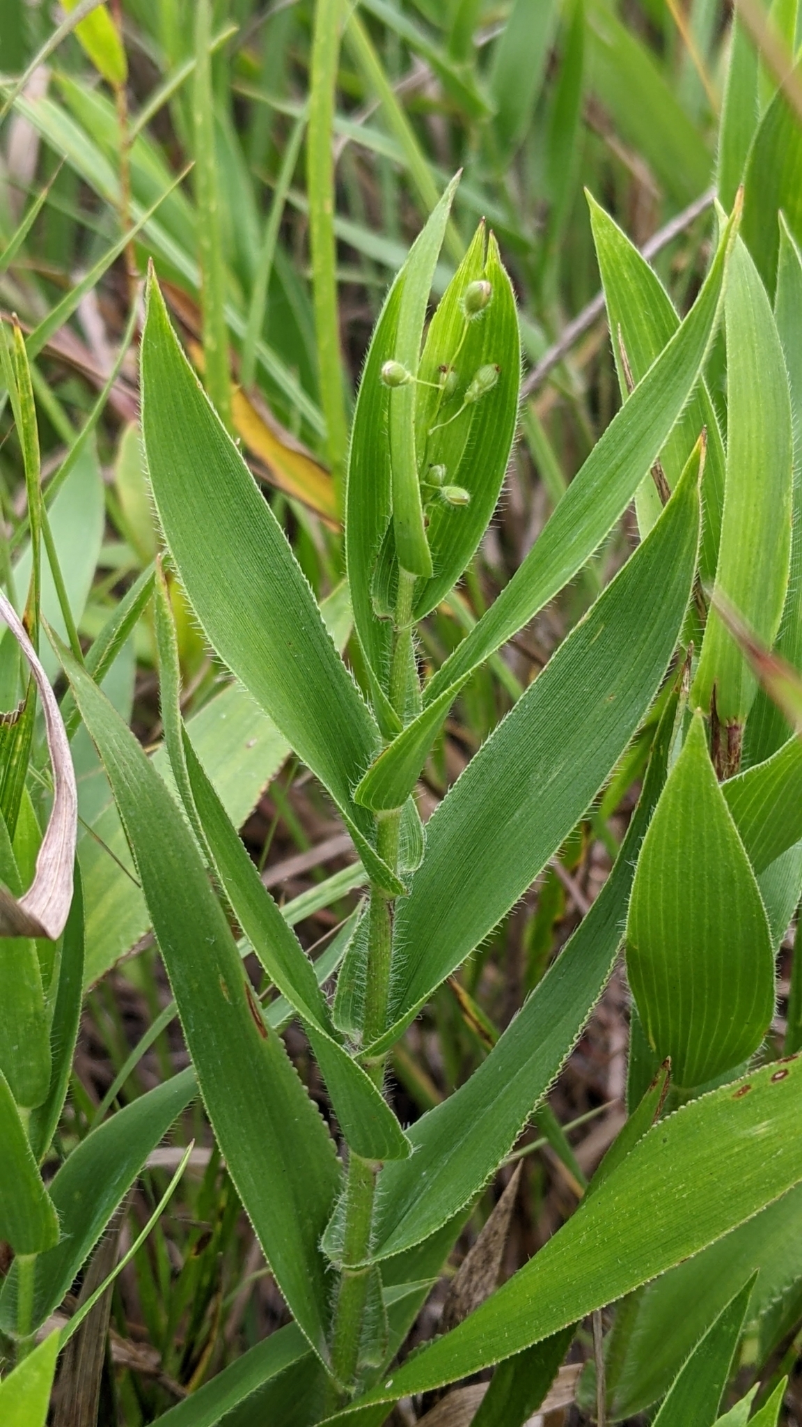 Dichanthelium leibergii