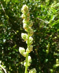 Ceanothus integerrimus macrothyrsus