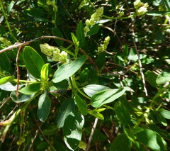 Ceanothus integerrimus macrothyrsus
