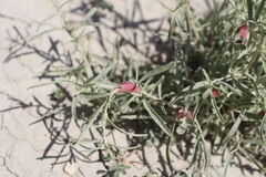 Asphondylia atriplicis