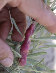 Asphondylia atriplicis