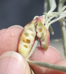 Asphondylia atriplicis