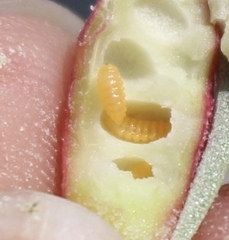 Asphondylia atriplicis