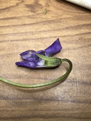 Viola nephrophylla