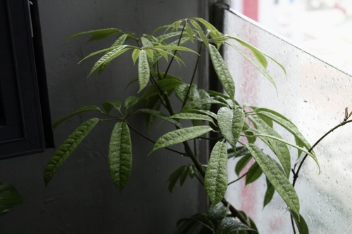 Heptapleurum albidobracteatum