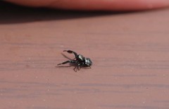 Harmochirus brachiatus