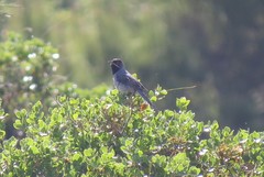 Curruca ruppeli