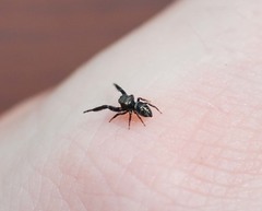 Harmochirus brachiatus