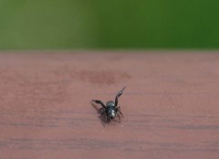 Harmochirus brachiatus