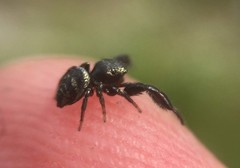 Harmochirus brachiatus