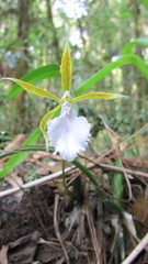 Rhynchostele stellata