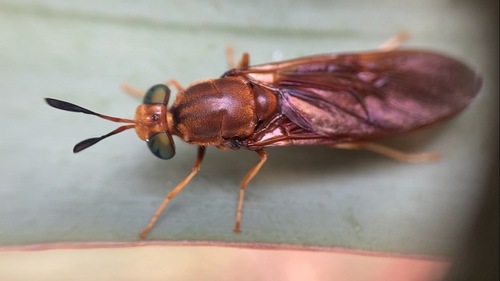 Hermetia concinna Williston, 1900