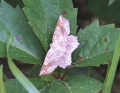 Euchlaena deplanaria