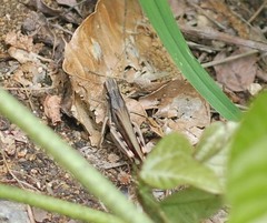 Arcyptera coreana