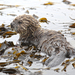 Western Sea Otter - Photo (c) Анна Климова, some rights reserved (CC BY-NC), uploaded by Анна Климова
