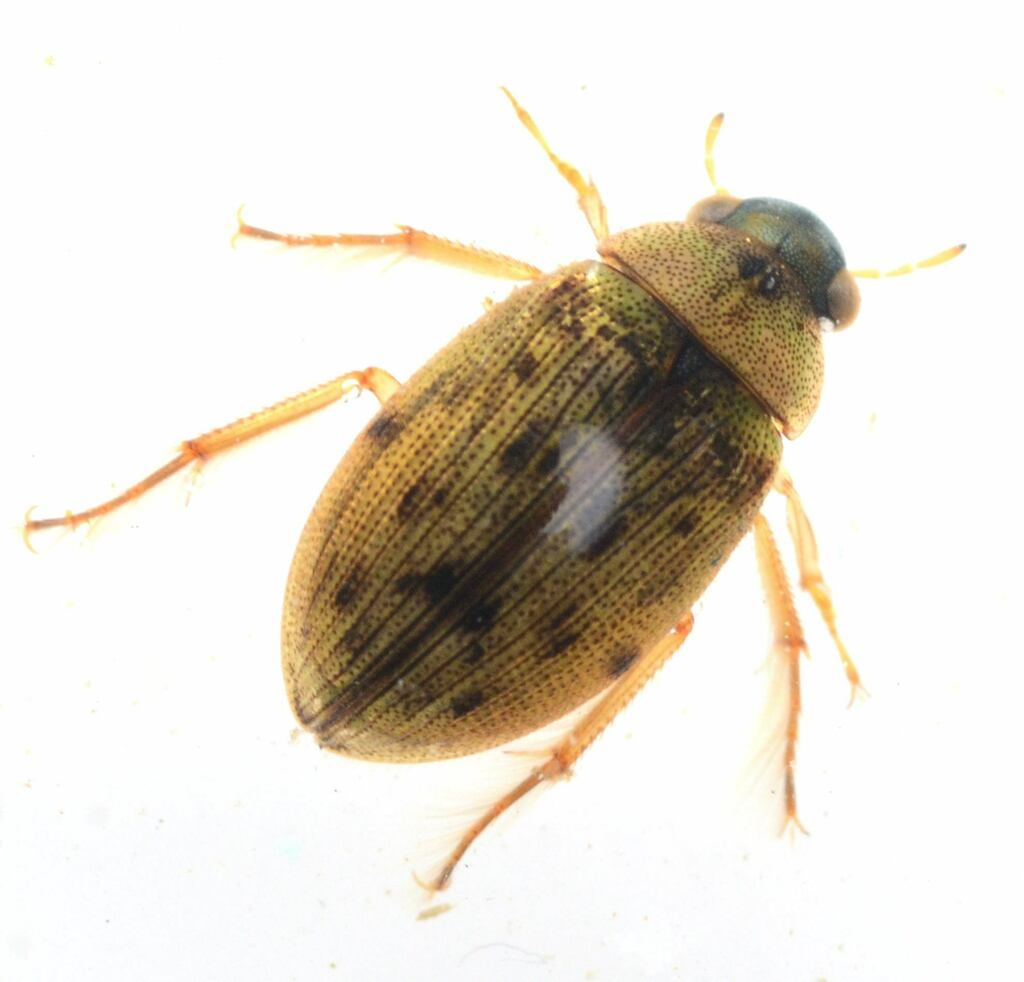 Berosus sayi