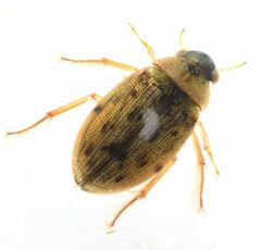 Berosus sayi
