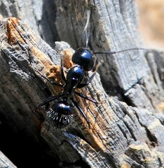 Camponotus laevissimus