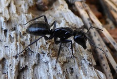 Camponotus laevissimus