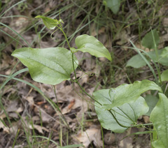 Smilax californica