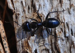 Camponotus laevissimus