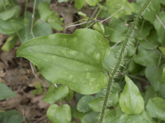 Smilax californica