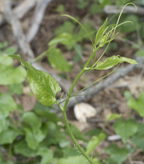 Smilax californica