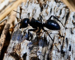 Camponotus laevissimus