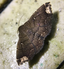 Adrapsa quadrilinealis